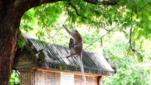 Smallest Monkey Rartin Falling From High Tree, Big Powerful Male Monkey Warning (720p_25fps_H264-192kbit_AAC)
