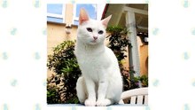 Khao Manee Cat VS. Turkish Angora Cat