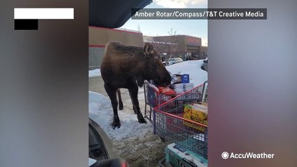 Moose steals groceries from Alaska shopper