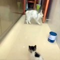 Kitten scared a cat __ cat frightened by a kitten __ funny cat