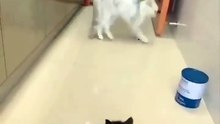 Kitten scared a cat __ cat frightened by a kitten __ funny cat
