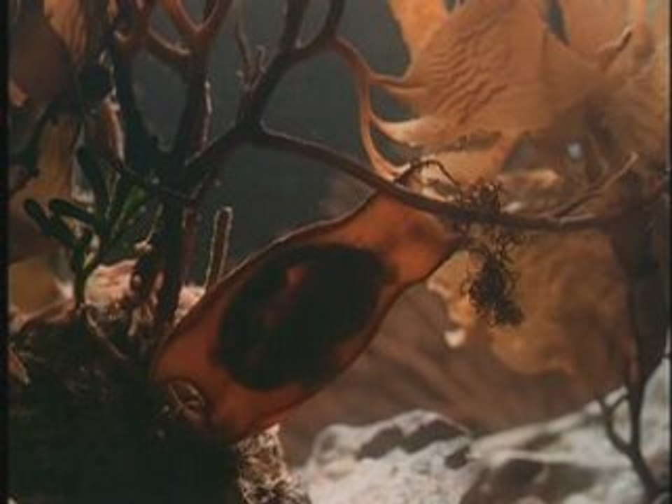 Sharks : A la recherche des grands requins