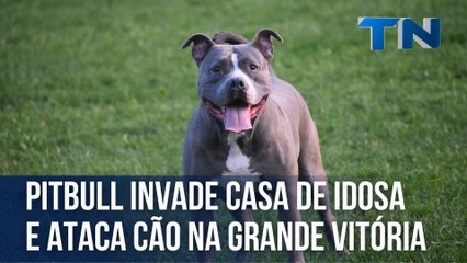 Pitbull invade casa de idosa e ataca cão na Grande Vitória