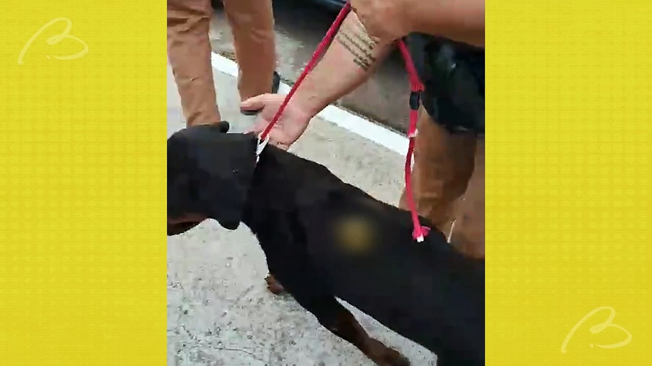 Mulher é presa após cravar chave de fenda em rottweiler com fome