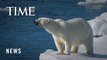 As the Ice Melts, Polar Bears Are Failing to Find Enough Food on Land