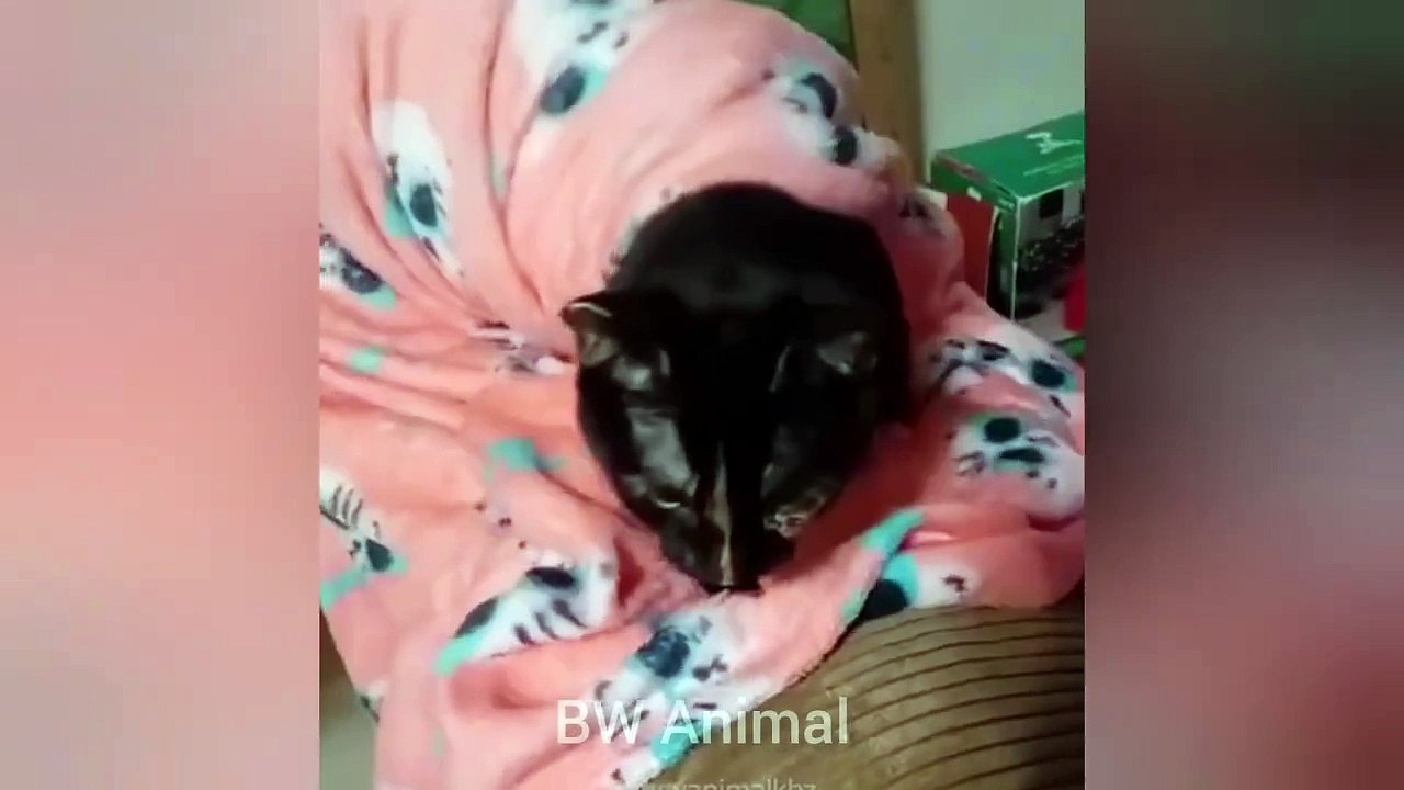 New_Funny_Animals_2024_#Funniest_Cutest_Cats_and_Dogs