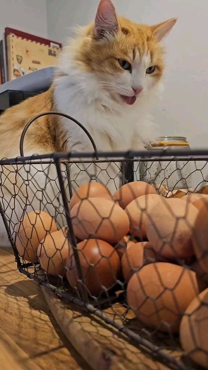 les chats   
