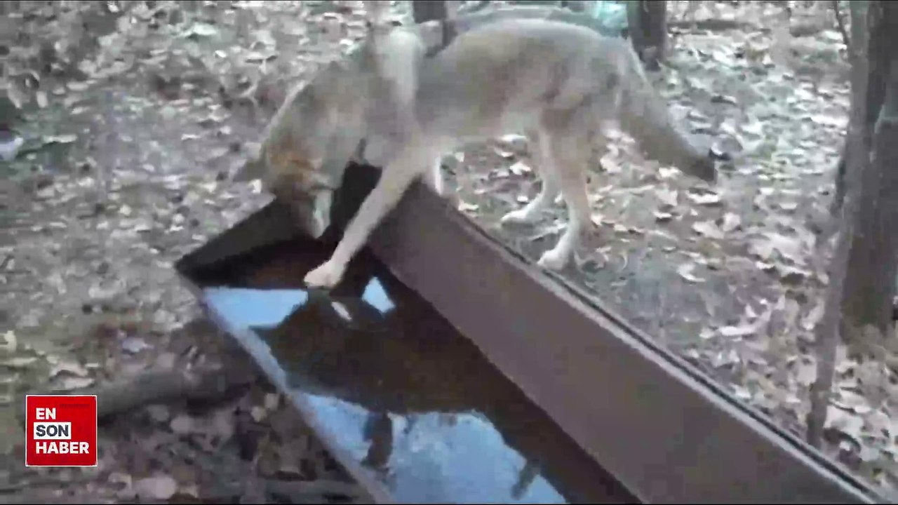 Çakalın donmuş suyla imtihanı