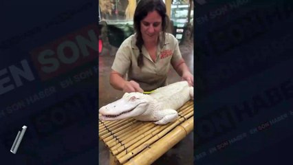 Diş fırçasıyla timsah yıkayan kadın
