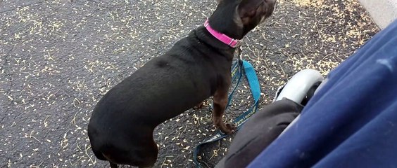 Paco rolled over some but he was focused on a neighbors 6 mo. doggie; hi energy makes him nervous VID_20240205_163523356