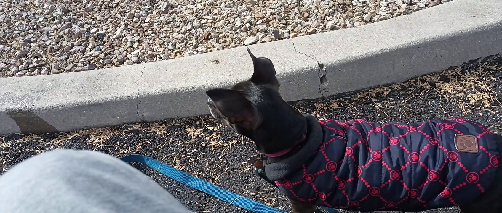 Paco usually sits when he's cold I think, but guess he wasn't too cold, he did a lot of walking VID_20240210_133304294