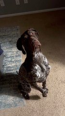 Dog Receives Surprising News
