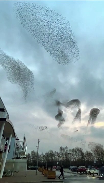 Starlings create stunning spectacle with 'dance' during sunset murmuration