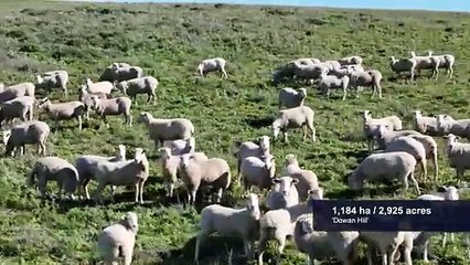 Dowan Hill, Yass, NSW | February 14, 2024 | Farmonline