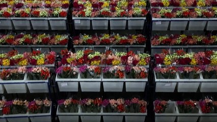 Colombia exporta 700 millones de flores por San Valentín