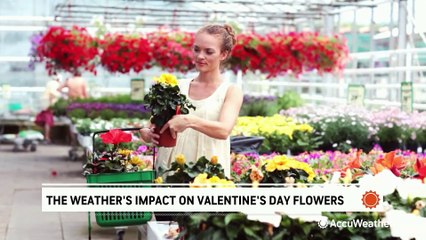 The weather's impact on Valentine's Day flowers