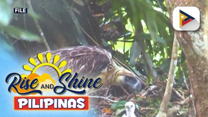 Walong agila, inilipat sa kauna-unahang national bird breeding sanctuary sa Davao City