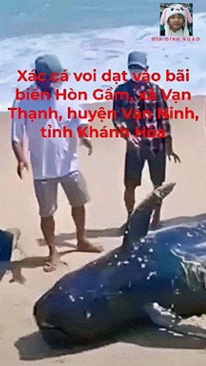 Xác cá voi nặng gần 1 tấn dạt vào bờ biển Khánh Hòa