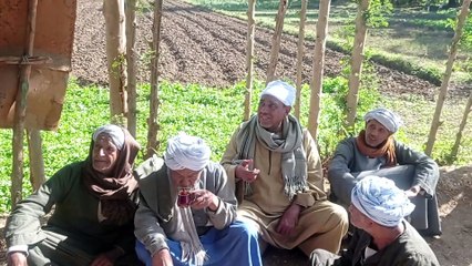 #مكافحة-افات-مانجواحل نهائى -تخلص من التذهير المبكر والبياضة في المانجو