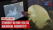 Sino ang ama? – Stingray na nag-iisa sa aquarium, nabuntis?! | GMA Integrated Newsfeed
