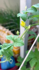 Though it is in small pot, it tries hard to grow up