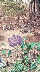 Monkey Funny Dance Shorts, Monkey Shorts, Animal's Shorts, Funny Animal's#Animalsvideo#Mankeyvideo