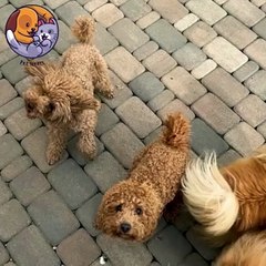Pet lovers cute dogs