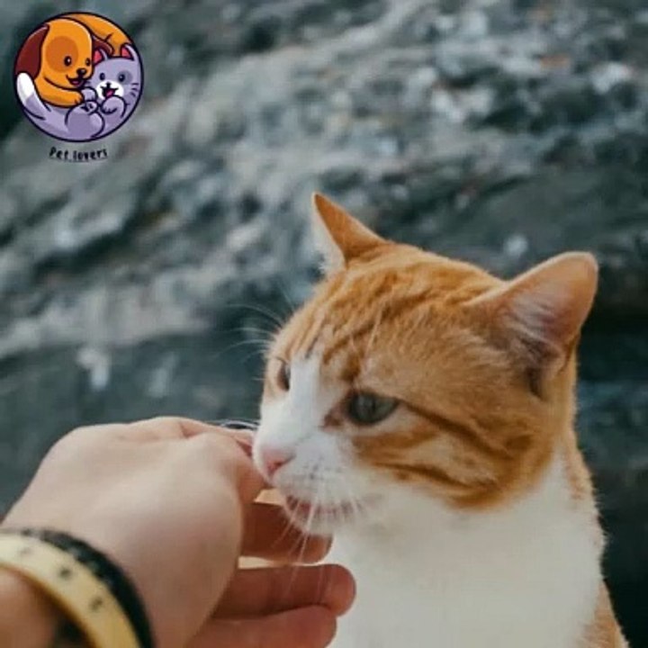 Pet lovers cat care