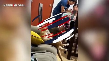 Sahibinin uyumasını istemeyen köpek yaptıkları ile güldürdü