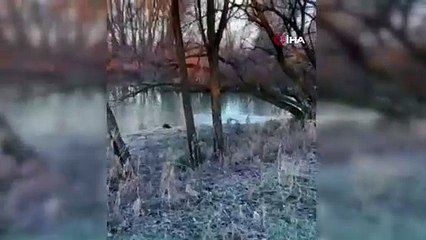 Nesli tehlike altındaydı; 3'ü birden Türkiye''de görüldü