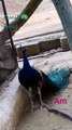 #shortsyoutube #bird #decent #peacock #shorts