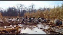 best duck hunting | ducks group | ducks landing | ducks shot