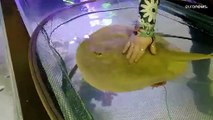 فيديو: في حالة نادرة.. سمكة من نوع الراي اللاسع تحمل من دون تزاوج