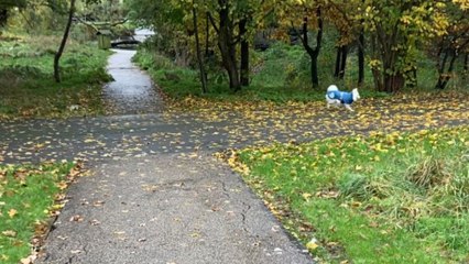 Adorable 2 y/o doggo befriends stranger fox and plays with it around the park