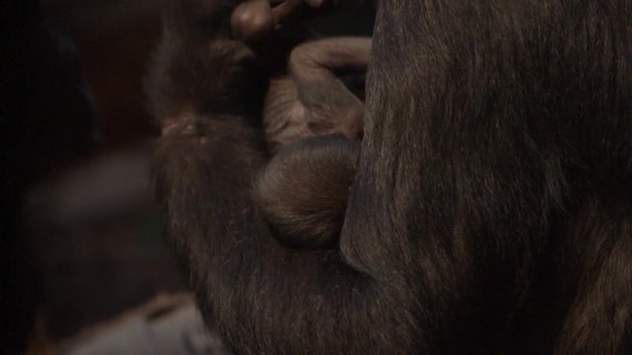 London Zoo ‘Over The Moon’ To Welcome Second Critically Endangered Baby Gorilla