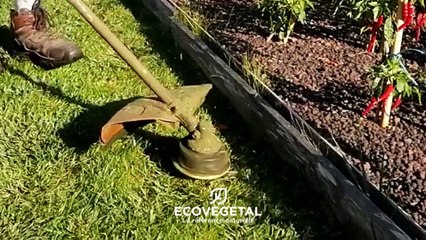 Entretenir sa toiture végétale : cas de la terrasse potagère