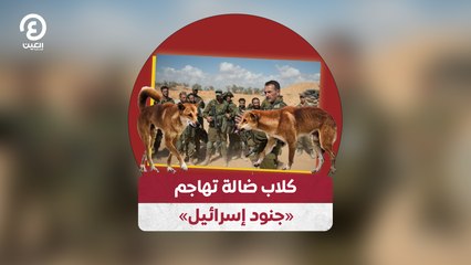 «كلاب ضالة تحاصر «جنود إسرائيل