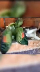 Funny complications with pets