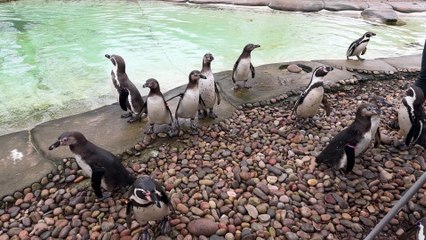 ‘I went to London Zoo and looked after Penguins for the day’