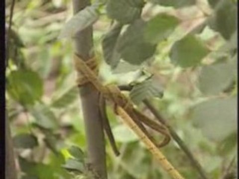 Technique de peche des Amours blancs