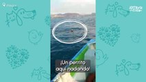 Pescadores Salvan Perrito En Medio Del Océano