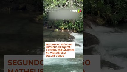 Sucuri gigante impressiona turistas em cachoeira de Bonito (MS) #shorts