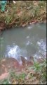 Moradora do Jardim das Garças acusa Sanepar de despejar esgoto em rio durante a madrugada