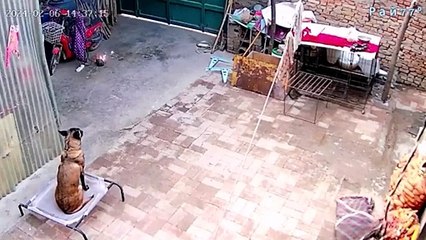 Un chien très intelligent sauve la maison d'un incendie