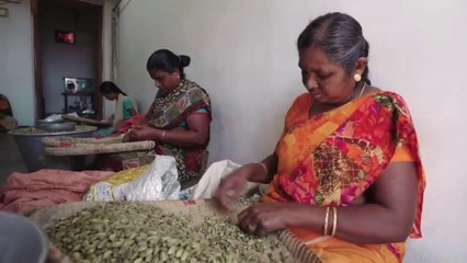 Télécharger la video: Elaichi Kaise Banti Hai | Elaichi ki Kheti | Cardamom Farming | Cardamom Making Process In Urdu