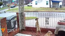 Man Forgets to Pull The Handbrake Chasing After His Dog | Doorbell Camera Video