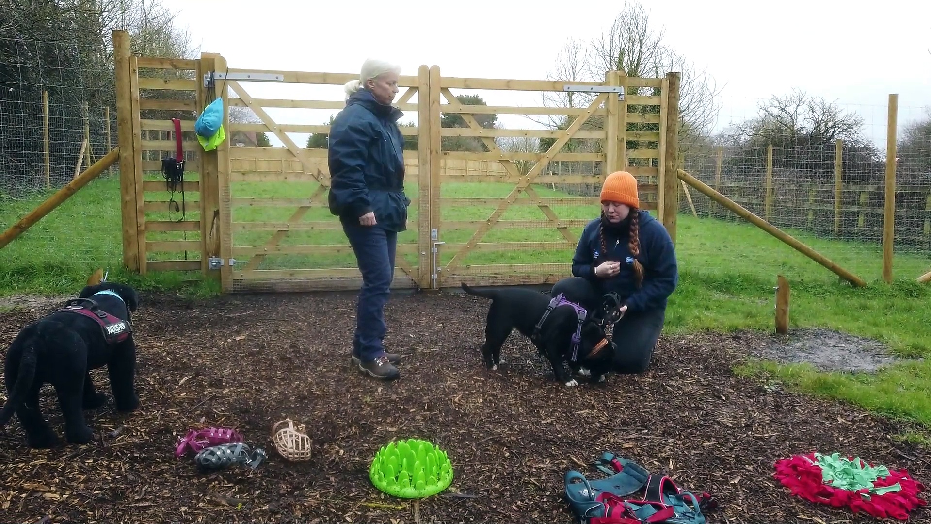 Charity The Ark Dog Rescue Centre The Stubbington Ark: RSPCA