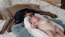 Dejaron a su recién nacido con dos perros: cuando bebé rompe a llorar, sucede algo increíble