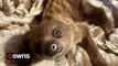 Woman studied for seven years and spent over £8K so she could live her lifelong dream - owning a sloth