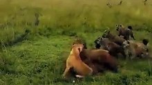 Lioness being attacked by a hyena clan is quickly rescued by her pride
